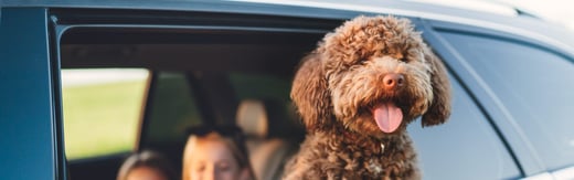 A Heartfelt Change for Pets in Australia