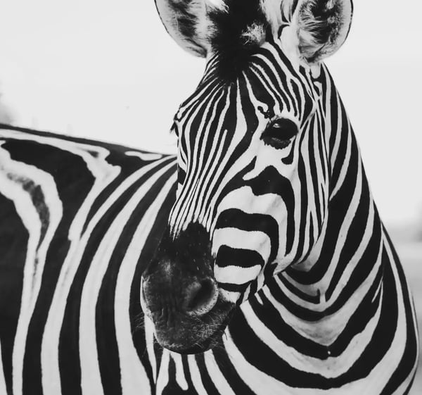 Close-up of a zebra in black and white